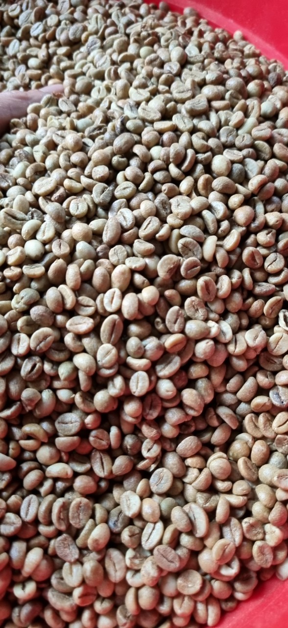 coirung.com
