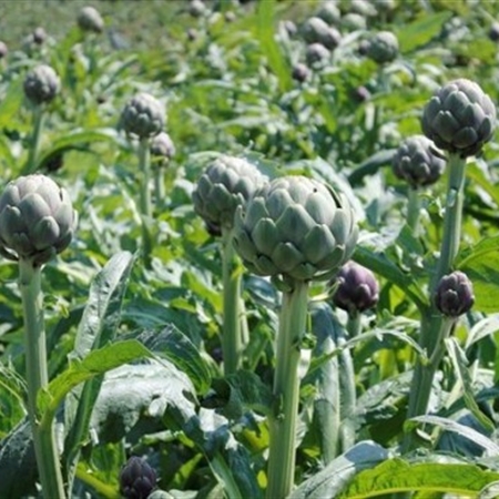coirung.com