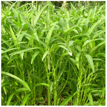 coirung.com