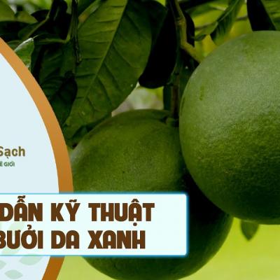 Kỹ thuật ghép bưởi da xanh cho năng suất cao