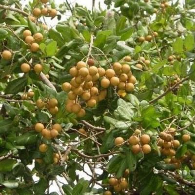 Vườn trái cây ngay trong TP Mỹ Tho